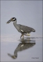 Yellow-crowned-Night-Heron;Heron;Florida;Southeast-USA;Prey;Nyctanassa-violacea;